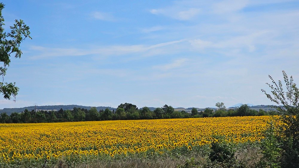 Sunflower field in France
